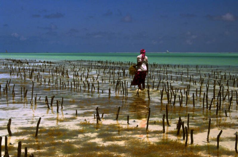 Cultivating seaweed on a Philippine beach (FAO photo)