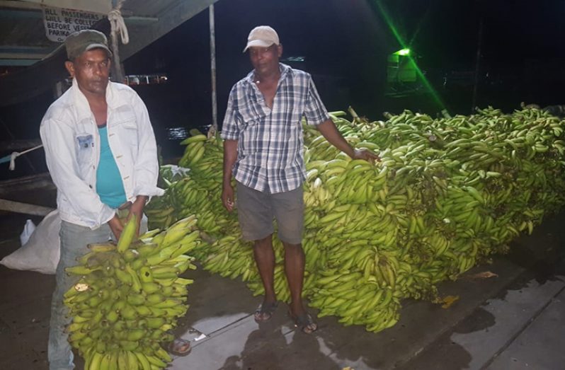 Farmer Deodat Ramratan holding a large bunch of plantains. Standing alongside him is farmer Karam Chand.