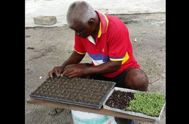 Khadu, a farmer from Laluni, transplanting germinated seeds into seed tray