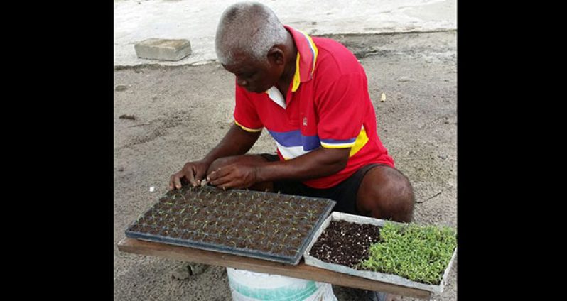 Khadu, a farmer from Laluni, transplanting germinated seeds into seed tray