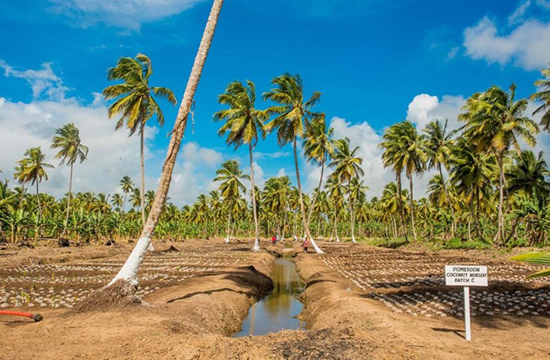Pomeroon nursery with coconuts