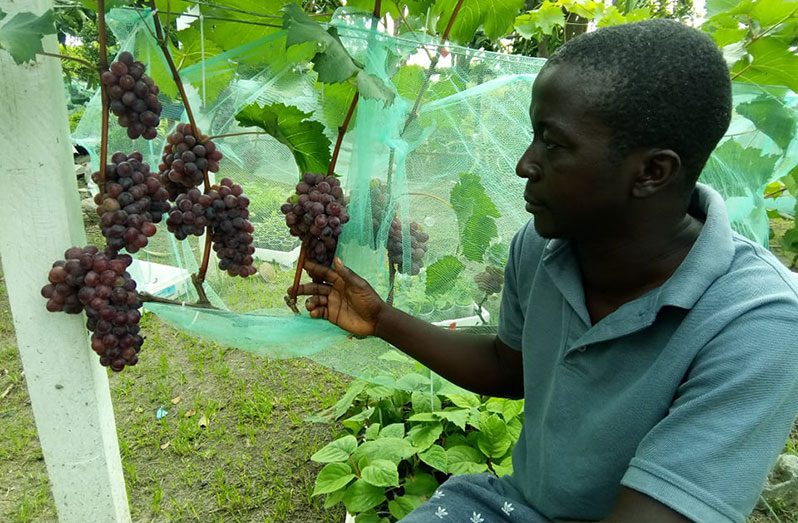 Devin Gillard posing with bunches of Jupiter grapes in his backyard