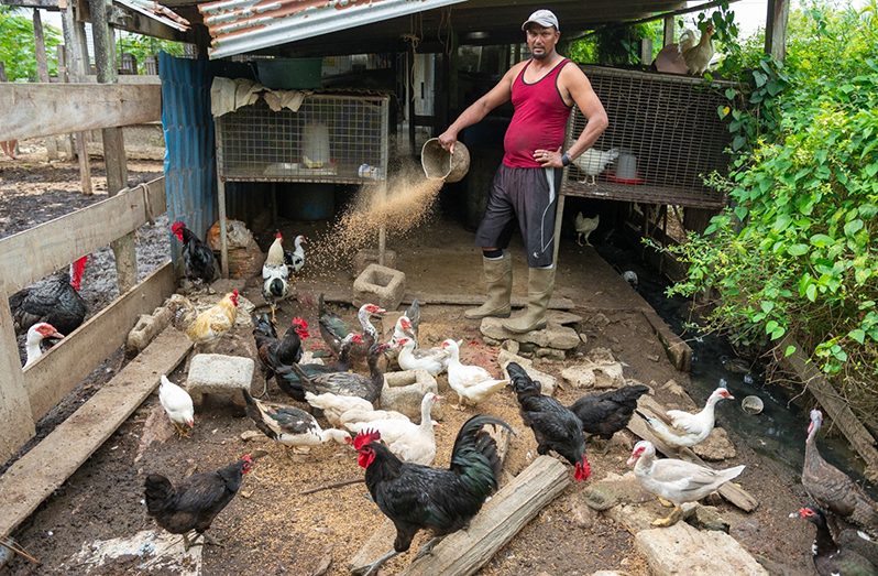 Some of the poultry at his home