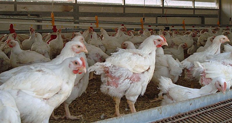 Poultry