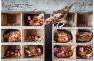Poultry in Rwanda