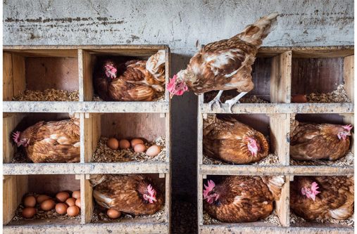 Poultry in Rwanda