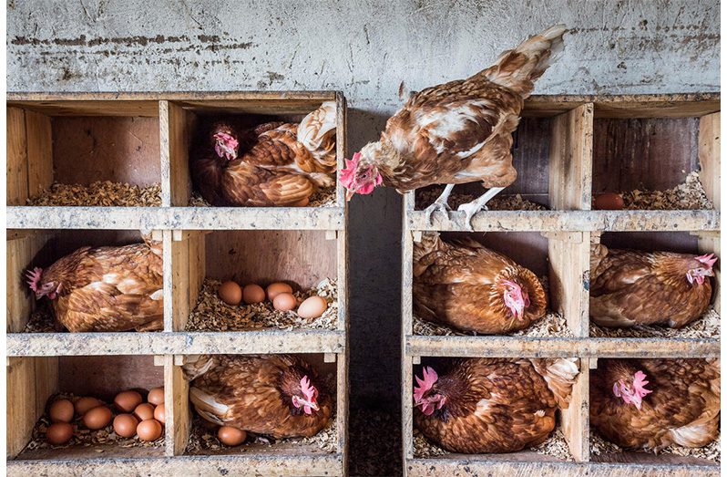 Poultry in Rwanda