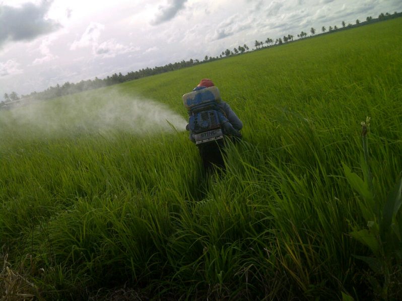 A farmer during a paddy bug control demonstration