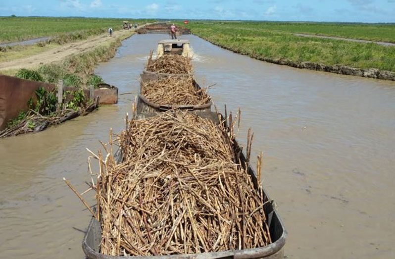 Loaded punts being guided back to the Uitvlugt Sugar Estate