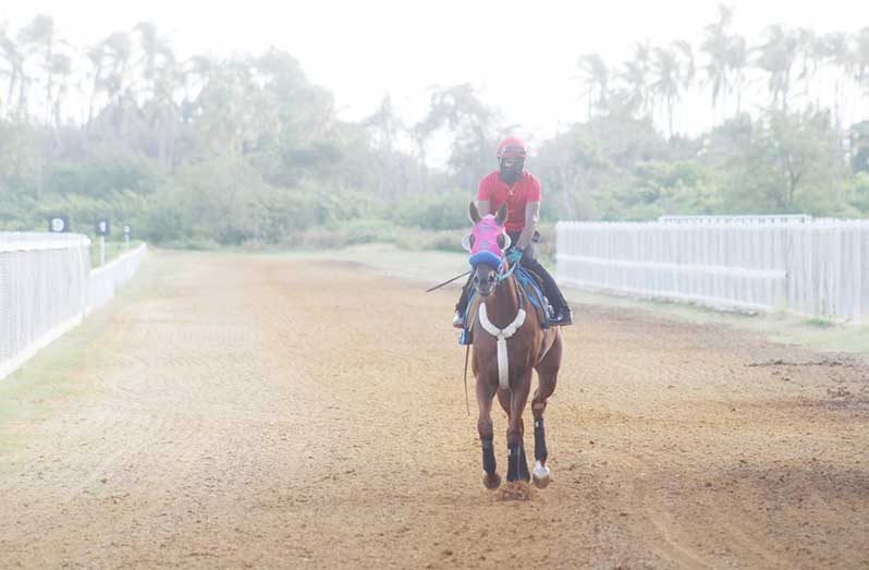 Trinidadian Jockey Rico Hernandez on the saddle during an early morning workout at Port Mourant Turf Club this week