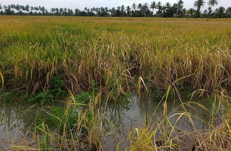 Inundated rice lands at Sarah, Wakenaam