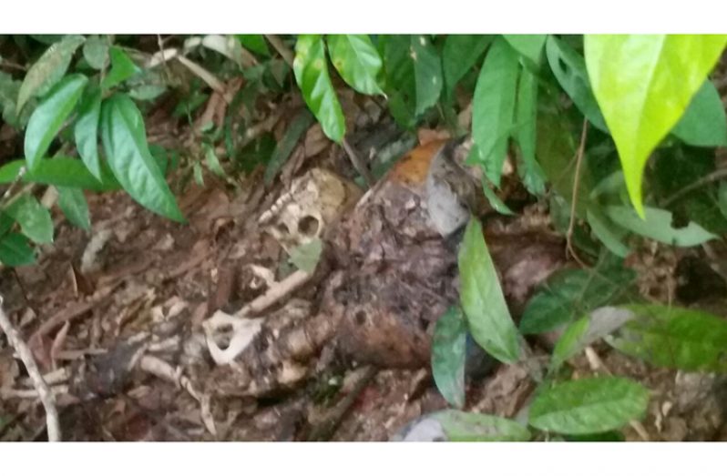 The remains that were found