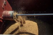 Rice being harvested