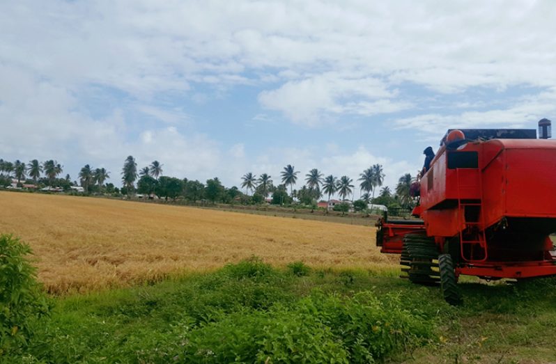 A harvester in a rice field at Golden Fleece