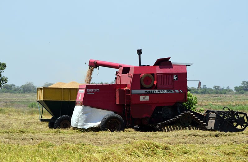 Paddy being harvested