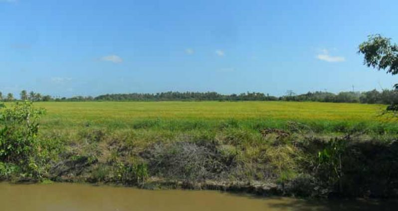 Rice farming is a major form of employment in the village