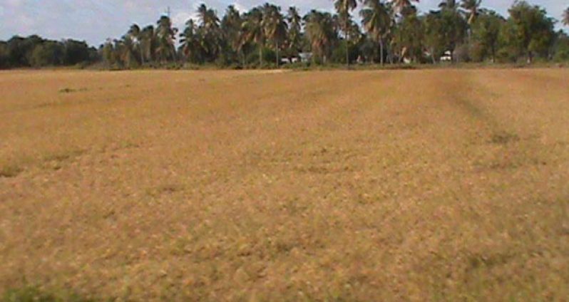 A field with ripe rice on the Essequibo Coast