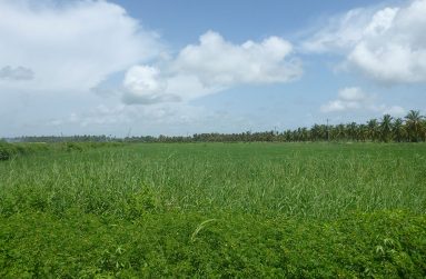 Such lush green wondrous rice fields