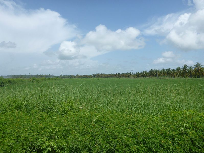 Such lush green wondrous rice fields