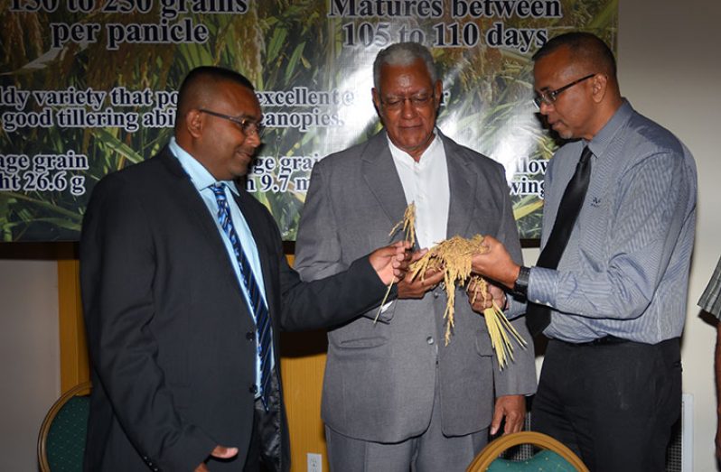 Agriculture Minister Noel Holder (centre), flanked by General Manager of GRDB Nizam Hassan and Chief Scientist Dr. Mahendra Persaud inspecting paddy from the new variety that was released. (Samuel Maughn photos)