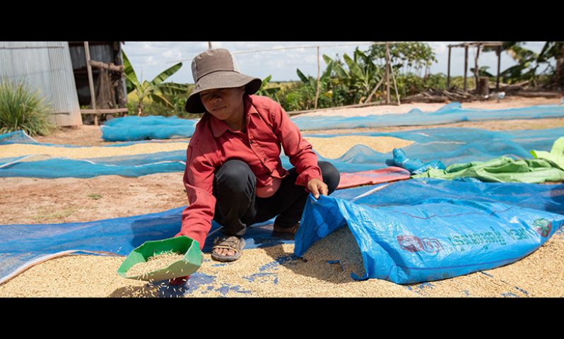 Drying rice in Cambodia (FAO photo)