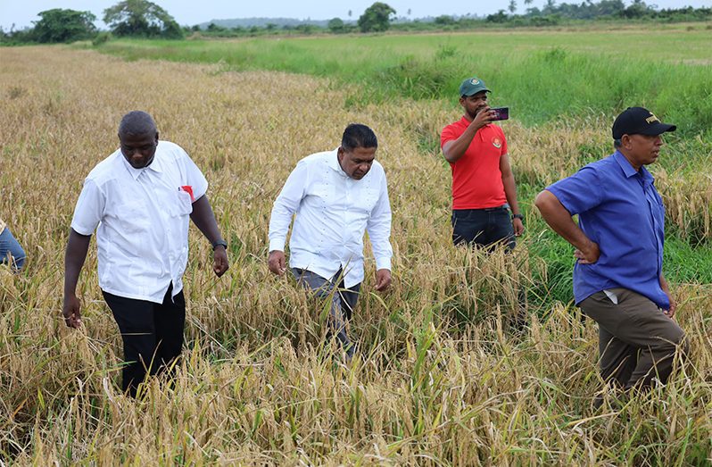 Minister Zulfikar Mustapha inspecting one of the rice fields in Guyana