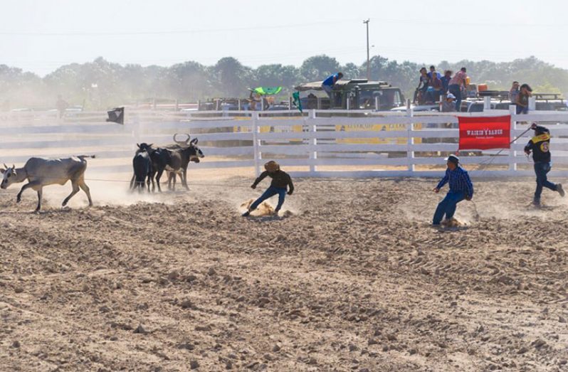 Action in the 2019 edition of the rodeo