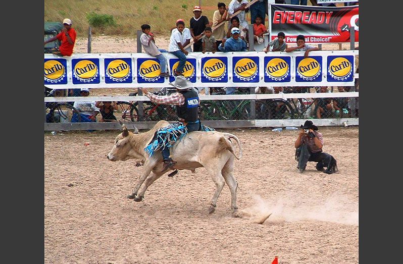 Brazilian rider mounts a bull at Rupununi Rodeo, Lethem (Patricia Rash photo).