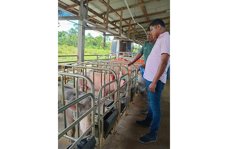 Rondel Cameron on the ground, in the field with swine farmers