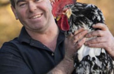 Rooster