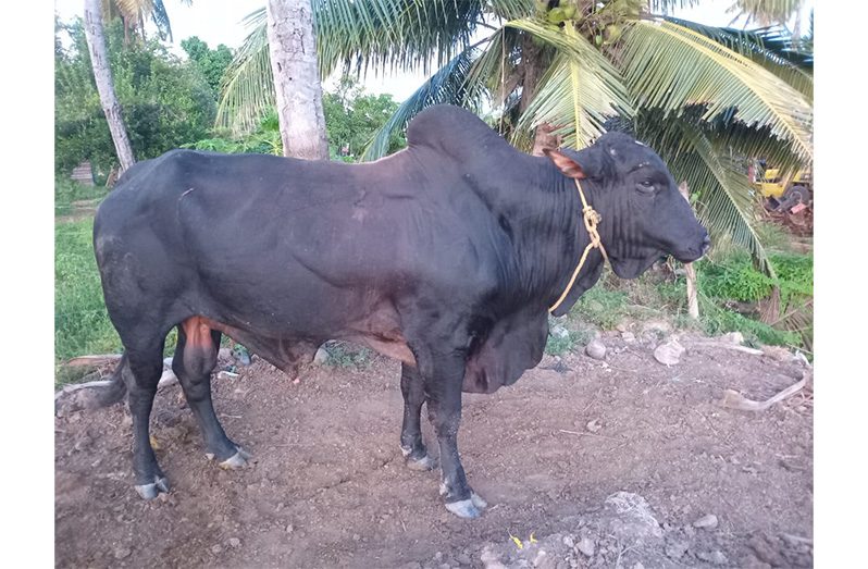 The winning bull is a three-year and nine-month-old crossbred bull which is the offspring of a Zebu cow and Beefmaster semen sourced from GLDA’s breeding programme