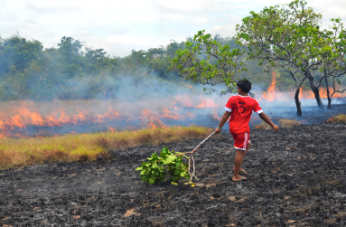 In very dry seasons, savannah fires can enter the forest