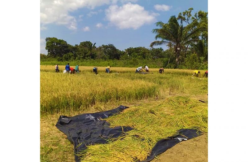 Residents harvesting rice from the demonstration plot