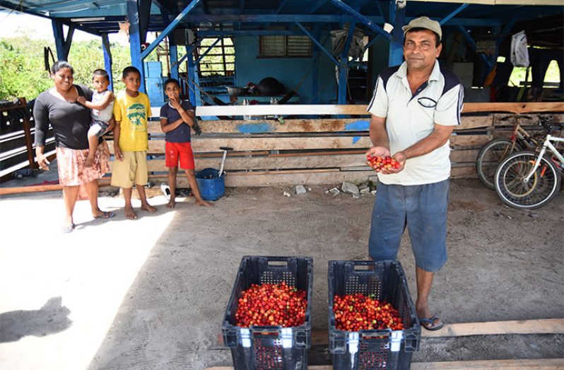 Jairam Balgobin displaying cherries picked from his farm