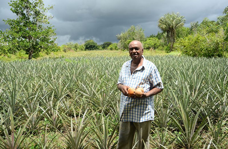 Ramanand Prashad in his pineapple farm