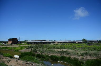 The poultry farm in the midst of the Fyrish Long Road community, about which residents are peeved (Samuel Maughn photo)