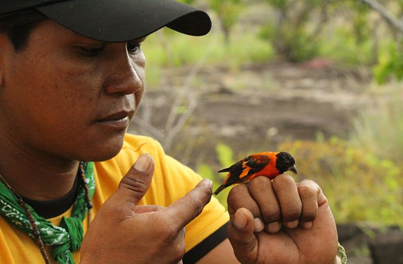 The CLP award will go towards increased efforts to protect the Red Siskin