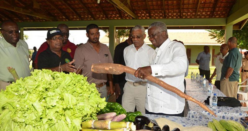 President David Granger and Barbados Prime Minister Freundel Stuart admire this organically grown bitter cassava, as Farm Manager Persaram Ramdat looks on.