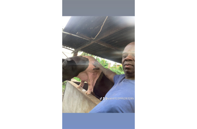 Selwyn Robertson pose with one of his many pigs at his farm