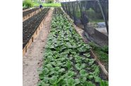 The shade house at Timehri Prison is now fully operational and provides a controlled environment for crop cultivation, allowing inmates and staff to grow crops more efficiently while protecting plants from harsh weather conditions