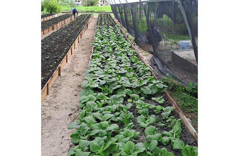 The shade house at Timehri Prison is now fully operational and provides a controlled environment for crop cultivation, allowing inmates and staff to grow crops more efficiently while protecting plants from harsh weather conditions