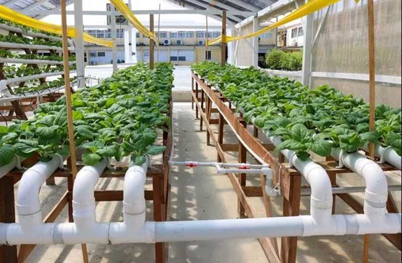 Crops being cultivated in a shade house