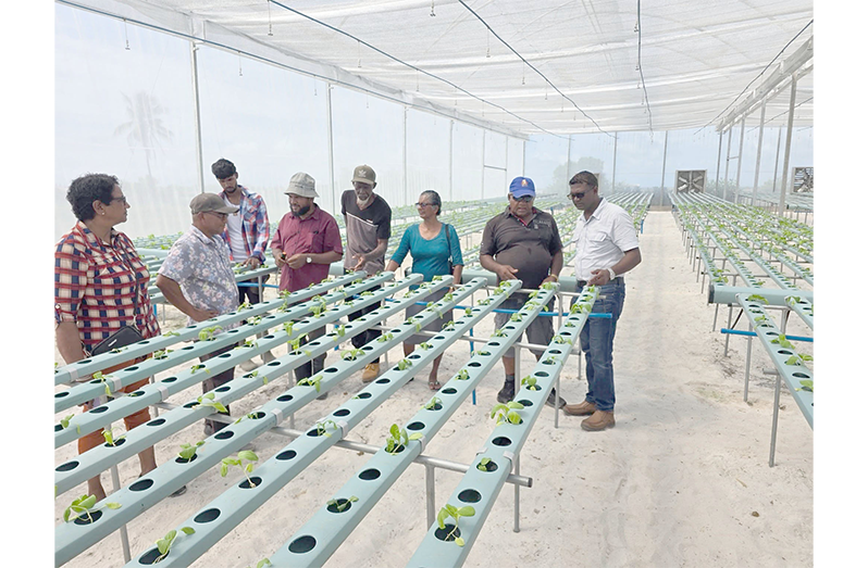 Farmers at the Shade House in Cotton Field