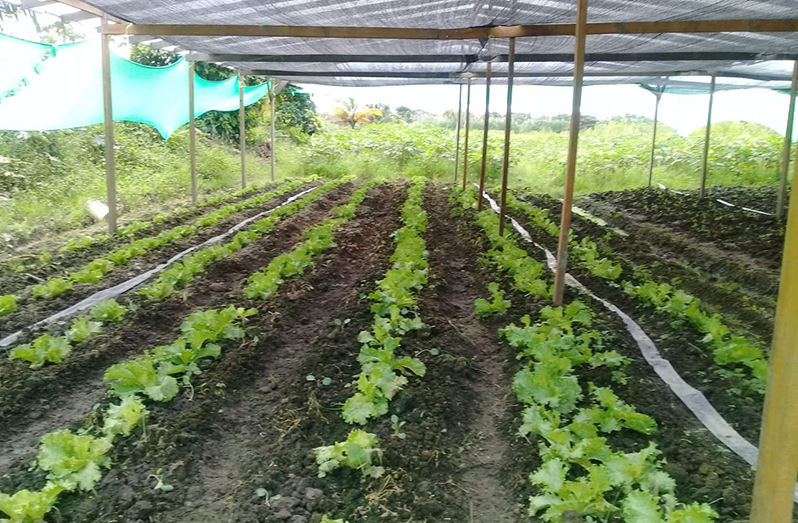 One of the many shaded areas developed by the Parika/Namryck farming communities