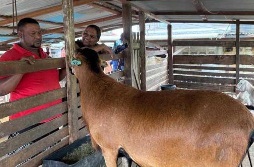 Farmers in West Berbice, part of the West Berbice Sheep and Goat Association (WBSGA), have celebrated the positive impact of the Black Belly Sheep project, launched under the leadership of President, Dr. Irfaan Ali