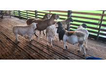 Some of the sheep reared by the small ruminant farmer