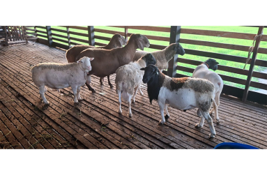 Some of the sheep reared by the small ruminant farmer