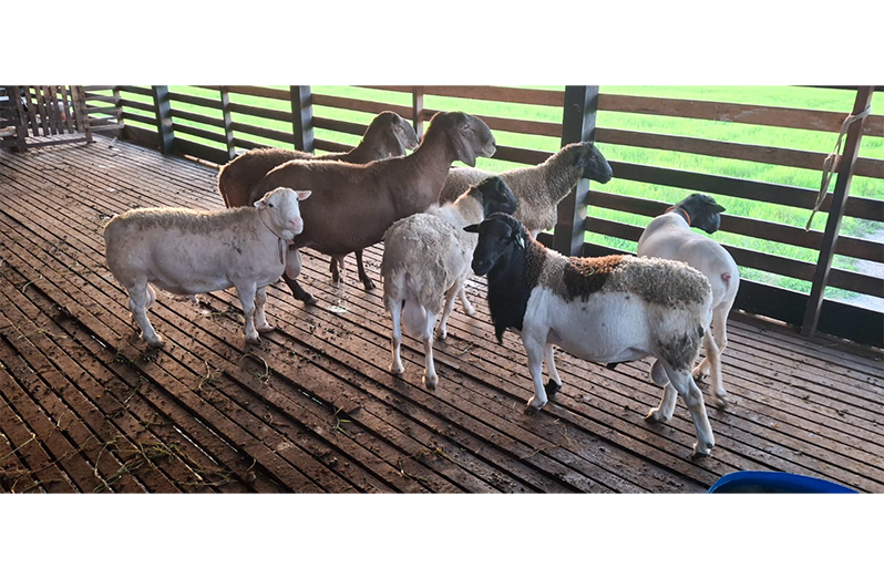 Some of the sheep reared by the small ruminant farmer