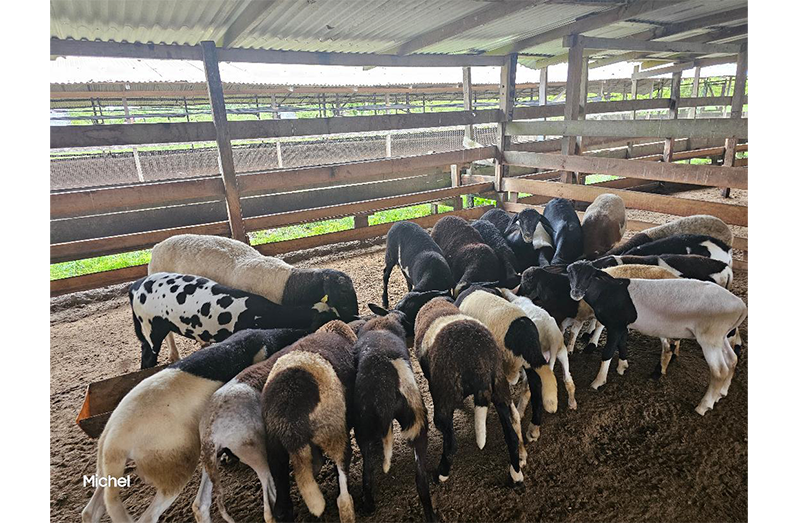 Some of the sheep at feeding time