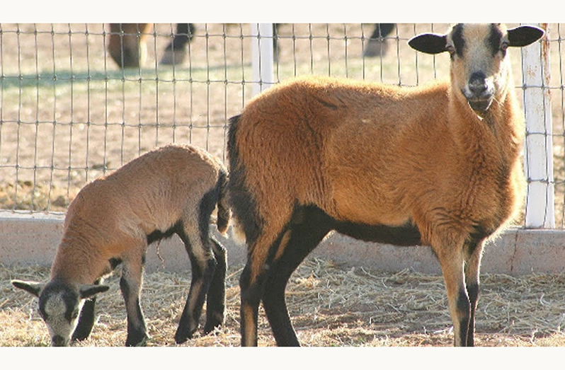 Some 1,000 sheep will be transported in smaller flocks over the coming weeks (Ministry of Agriculture photo)